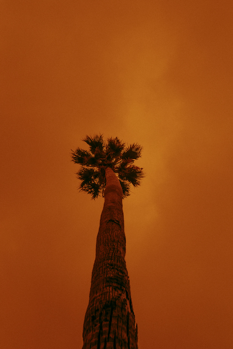 SF palm tree in wildfire smoke by Kit Castagne